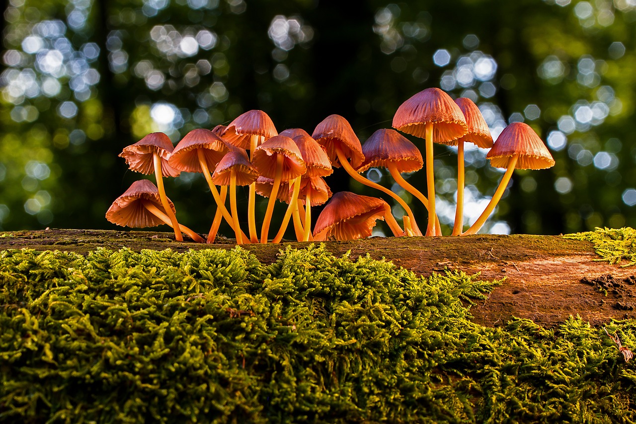 mushrooms, fungus, toadstool-3659165.jpg